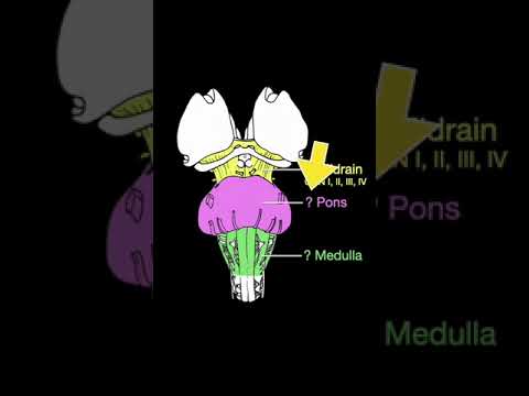 Cranial Nerve Origin #shorts