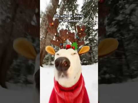 I love snow #snow #christmas #doggy #meme #funny