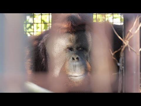 Eban Dad, who loves Lily, appears! 　Ichikawa City Zoo Orangutan 202412