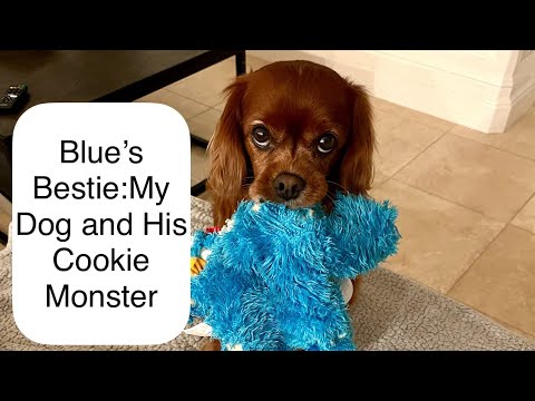 Blue’s Bestie: A Dog and His Undeniable Toy Obsession