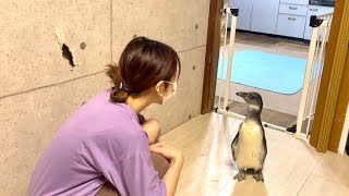 ペンギンと暮らすという事は毎日追いかけられるという事。