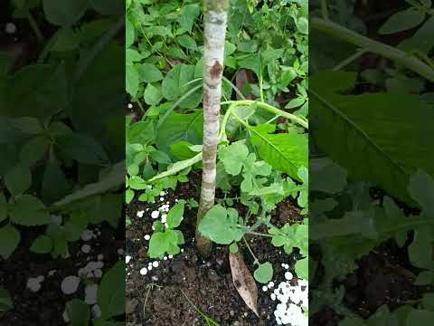 Musang King Durian