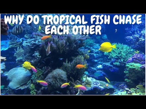 Why Do Tropical Fish Chase Each Other