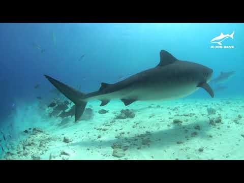 CHRSI BENZ sharkproof scubadiving with tigershark at Pelagic Divers Fuvahmulah, Maldives 🦈🦈🦈