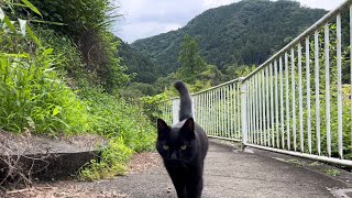 坂道で追いかけてくる黒ねこちゃん　No.６８９　２０２４年　６月２７日　８：００　のくろねこちゃん　black cat