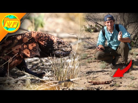 Can a Gila Monster Bite KILL YOU? – It's Complicated...