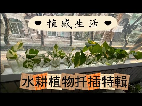 【水耕植物扦插 】 水耕植物扦插生活｜簡單又療癒的綠意延伸 #植物 #plants #室內植物 #水耕栽培 #觀葉植物