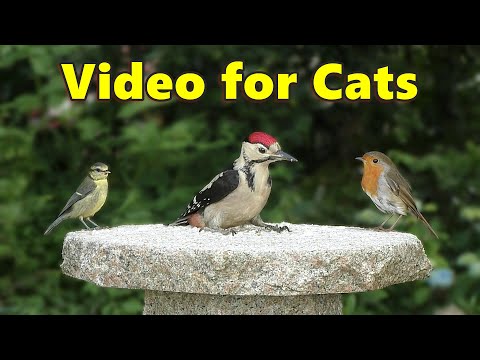 Birds for Cats to Watch ~ Baby Woodpecker Surprise