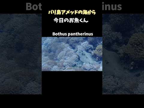 [ #トゲダルマガレイ ] 泳いでます! 意外な、#名前の由来 とは? Bothus pantherinus in #amed #amed #bali #diving  #shorts