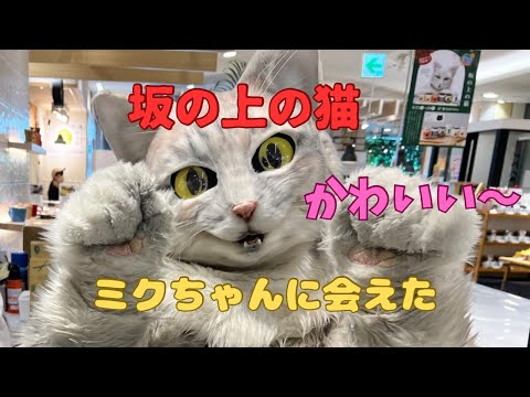 坂の上の猫、アルバイト猫ミクちゃん♪ずっと会いたくてやっと会えました！#坂の上の猫#プリン