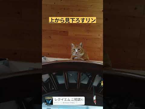 天上から下界を見下ろすソックス猫リン！