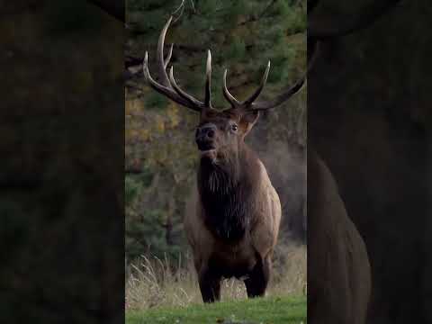 9 Expert Elk Hunting Tips for Public Land Hunters