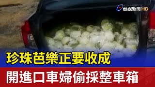 珍珠芭樂正要收成 開進口車婦偷採整車箱