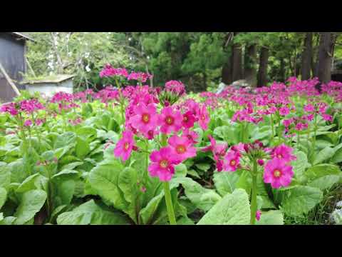 妙見山中腹標高８００m建つ・重要文化財名草神社とクリンソウ