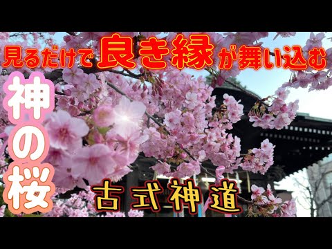 『桜神宮』※あなたの願いを多くの神様が叶えてくれる※古式神道を受け継ぐパワースポット神社！