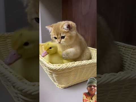 #cat #cuteducklings #kitten #funnyducklings #pets #youtube #youtubeshortsviral #youtuber