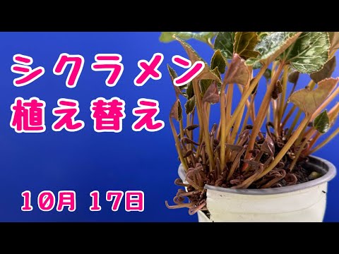 #シクラメン　チモ　植え替えます　前編　 2024年10月17日