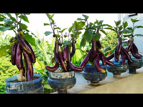 I Grow Eggplant In Plastic Bottles Without A Garden! The Fruit Is Very Big And Long