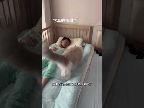 偷偷抱走猫咪身边的娃，猫咪的反应如此真实… #猫和孩子 #萌娃和萌宠