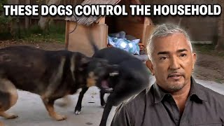 How Pet Owners Can Enable Bad Dog Behavior | Cesar 911 Season 3, Ep. 7 - Part 2