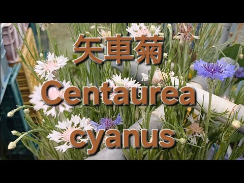 矢車菊 Centaurea cyanus