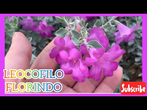 Vocês conhecem o LEOCOFILO + LINDA PLANTA + LINDAS FLORES!