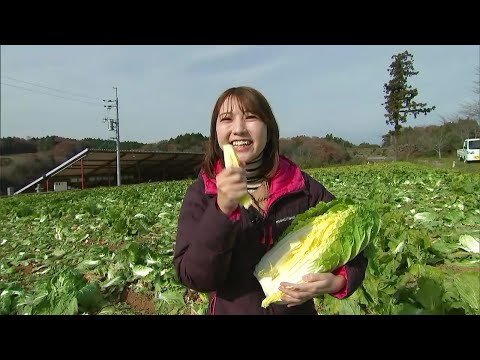 この寒い時期に大活躍！甘くてやわらかい『円城白菜』｜【笑味ちゃん天気予報】2024年12月17日放送