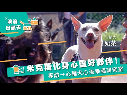 【心輔犬心流幸福研究室】浪浪出頭天！米克斯化身心靈好夥伴，展開撫慰人心的旅程｜甘樂，小村長EP3