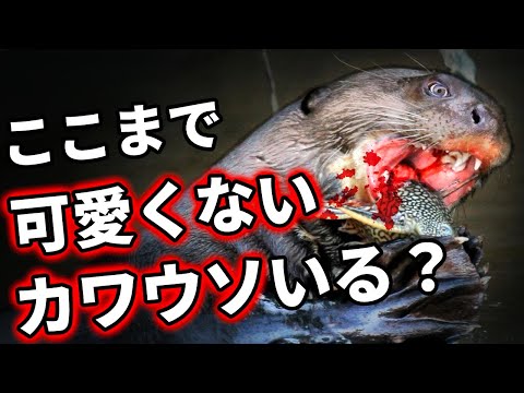 【悲報】オオカワウソが可愛くない理由がヤバすぎる