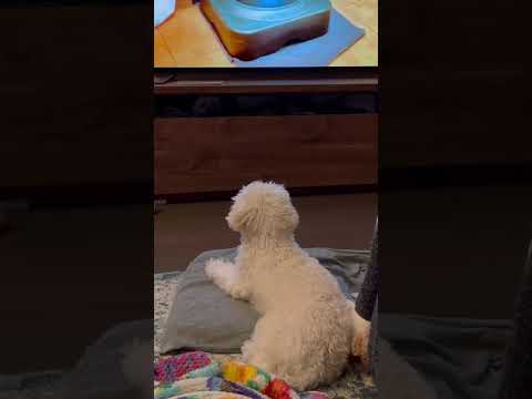 初めてTVに気付く#tv #dog #犬 #animals #動物 #cute #かわいい #funny #マルプー #mix #poodle @junn2022