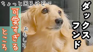 愛犬 ミニチュアダックスフンドのかわいい・おもしろい表情・仕草・行動