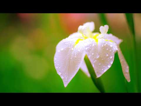 都はるみ　雨に咲く花