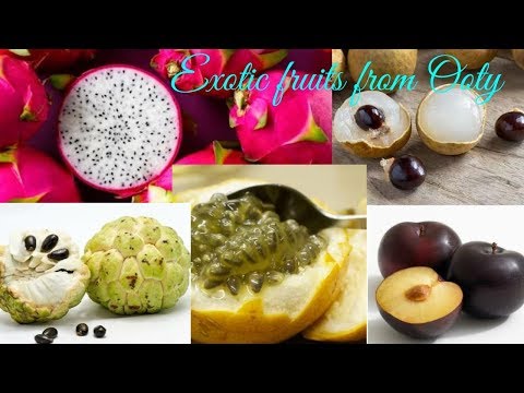 Exotic fruits from Ooty | December Seasonal Fruits Video