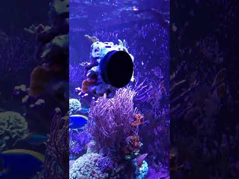 Two new frag rocks in the 300 gallon reef