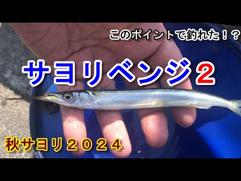 【秋サヨリ２０２４】再び春サヨリのリベンジへ...