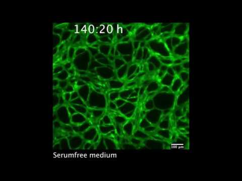 Formation of three-dimensional tubular endothelial cell networks under defined serum-free cell