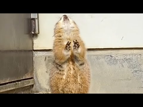 【愛媛県立とべ動物園】鳴き声も聞けました！オグロプレーリードッグ！