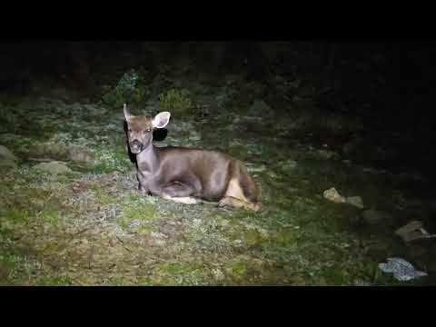 干卓萬山東鞍營地水鹿大軍二(4)