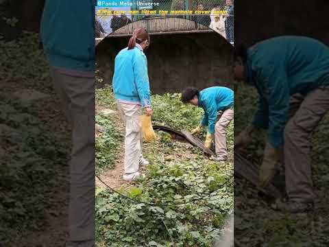 萌大又又又掀井盖了 The cute man lifted the manhole cover again #panda #cute #funny #redpanda #giantpanda