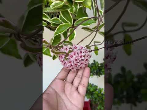 Hoya variegated | green web by alan| Best Hanging shade plant