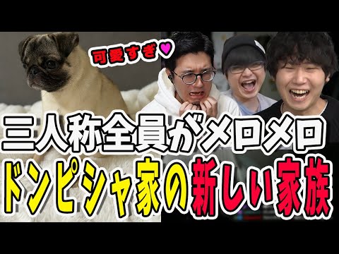 三人称全員が夢中！ドンピシャ家の新しい家族犬の楓(ふう)くんをお迎えした話【三人称/ドンピシャ/ぺちゃんこ/鉄塔/三人称雑談/切り抜き】