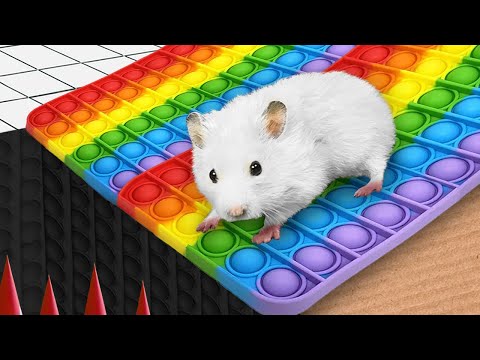 🐹 Hamster Escapes the NEW Rainbow POP IT Maze [OBSTACLE COURSE]