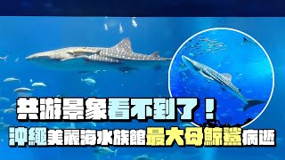 共游景象看不到了！  沖繩美麗海水族館「最大母鯨鯊」病逝｜鏡週刊