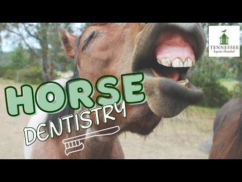 Everything You Need to Know About Equine Dentistry