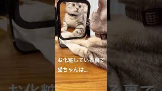 鏡に映る猫ちゃんが、かわいい☺️＃shorts