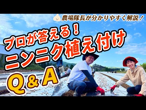 有機栽培のプロが答える！ニンニク植え付けＱ&Ａ【種にんにく・植え方・間引き・芽出し・植え付け後の管理】