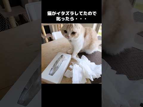 猫がイタズラしてたので叱ったら...#shots