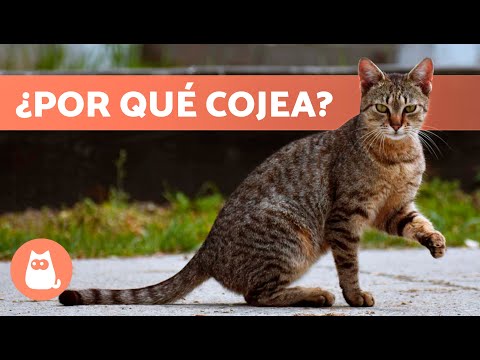 ¿Qué hacer si mi GATO COJEA de una PATA? 🐱🐾 (5 Posibles Causas)