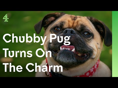 Can chubby pug, Bentley, help a heartbroken lonely widower? | The Dog House 🐶 | Bentley the pug