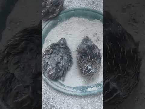 This is how to take a bath 👊 #quails #dustbath #animalvideo #shorts